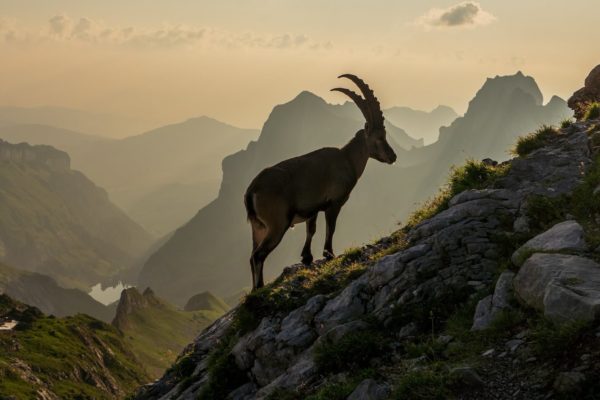 schweiz-alpstein schweiz-alpstein